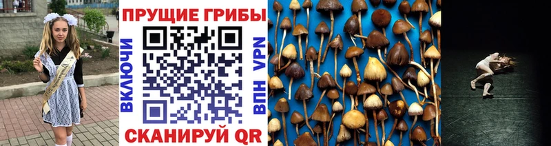 Псилоцибиновые грибы Psilocybe  Мещовск 